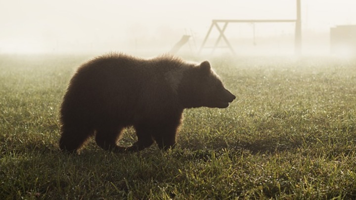 Медведь напал на двух рабочих-вахтовиков в Якутии