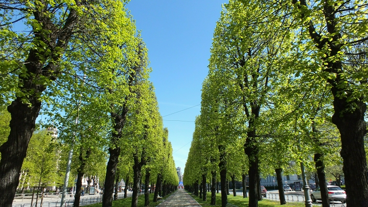 В Бердянске высадят новые деревья