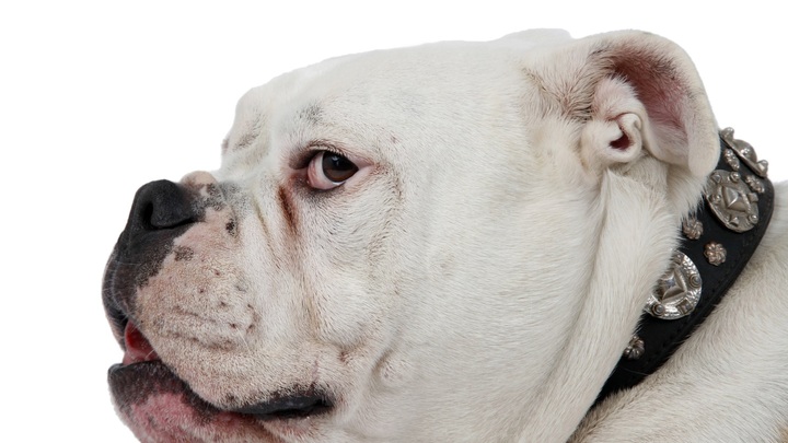 Бульдог набросился на малышку в Подмосковье. Хозяйка объяснилась: Игривый щенок