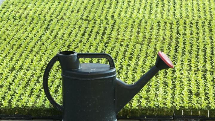 Лунный посевной календарь на 16 марта 2023: Удачные и неудачные дни для садоводов