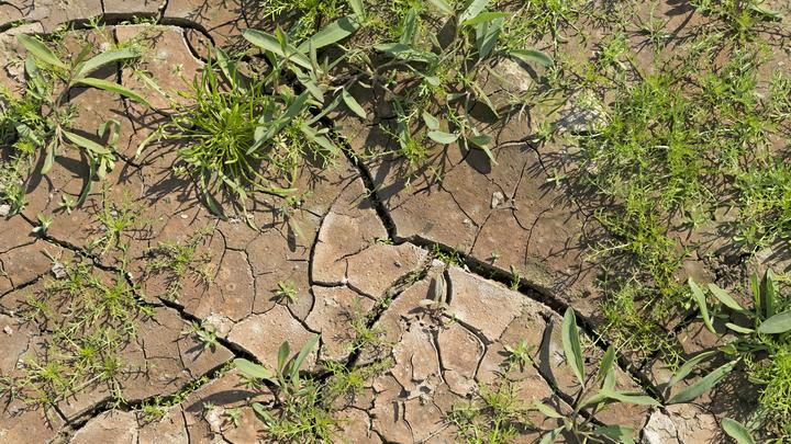 Историческая жара в Европе: Климатолог рассказал, чего ждать России