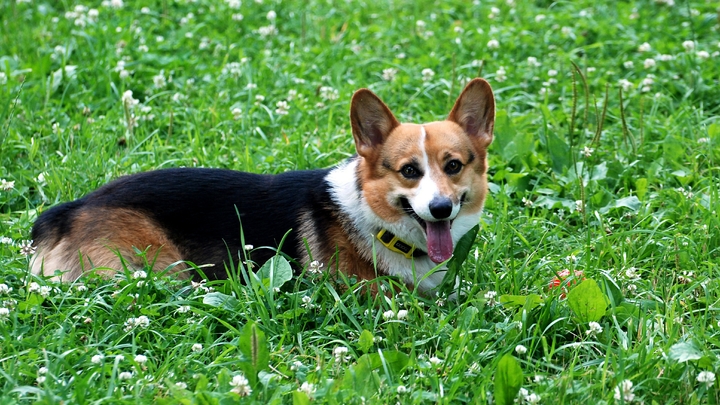 Кинолог Голубев: К пожилым собакам нужно более внимательное отношение