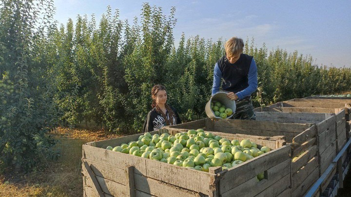 В Краснодарском крае число вакансий в сфере АПК выросло на 30%