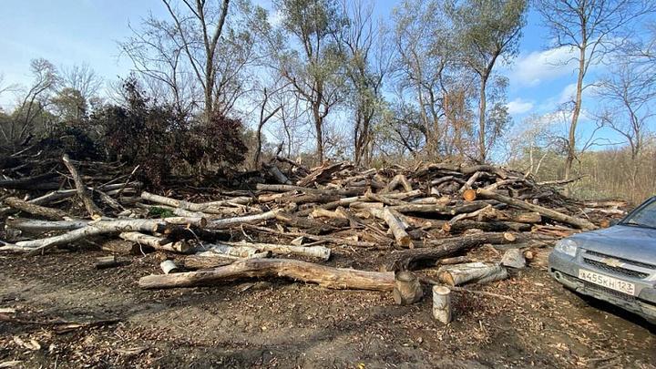 В Крымском районе полицейские задержали злоумышленников, незаконно вырубивших деревья на 11 млн