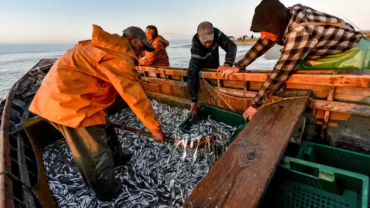 Массовое заражение рыбы в Чёрном море! - А теперь начистоту о происходящем в Севастополе. Фейкомёты просчитались четыре раза