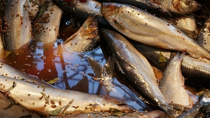 Собирай и соли: Берега Сахалина усыпало тихоокеанской сельдью - фото