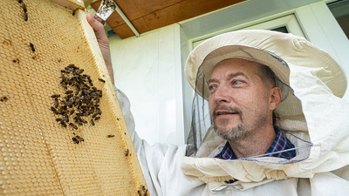 Свердловские власти отреагировали на информацию о массовой гибели пчел в регионе