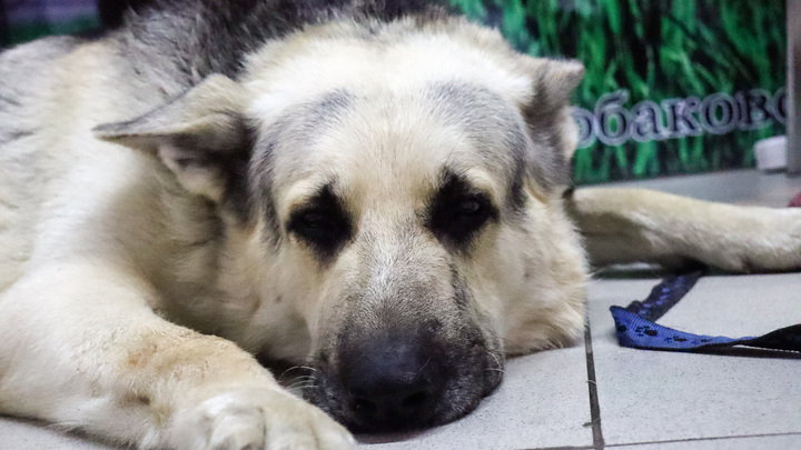 Избитая охранником собака умерла в Новосибирске