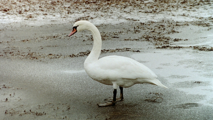 Сотрудники запорожского МЧС спасли замерзших лебедей