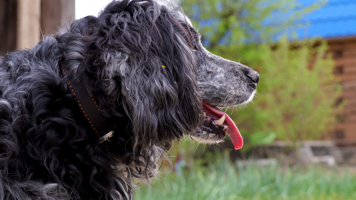 Учёные нашли в ушах бездомных собак смертельно опасный для человека грибок