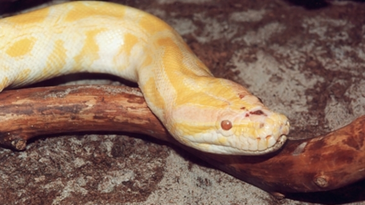 Нашествие змей в Новой Москве: Палкой отгонять не надо - достаньте смартфон