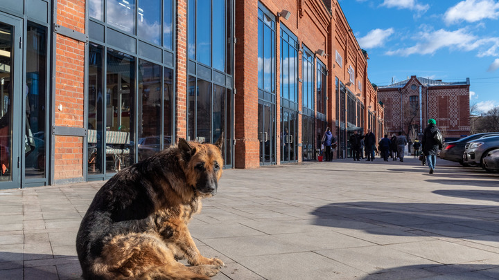 В Сочи охранник отеля пытался ремнём задушить собаку