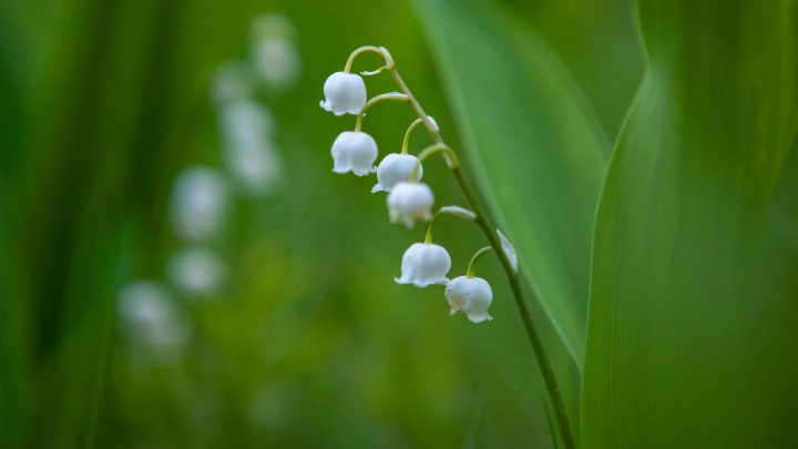 Хохлатка, нивяник и ландыш: Какие растения покинули Красную книгу Москвы