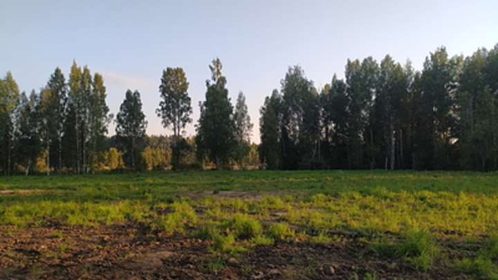 Новый источник вони нашли на полях вокруг Новосибирска