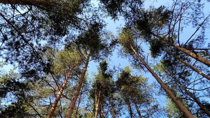 112: найден труп похищенной предпринимательницы Натальи Алёшниковой