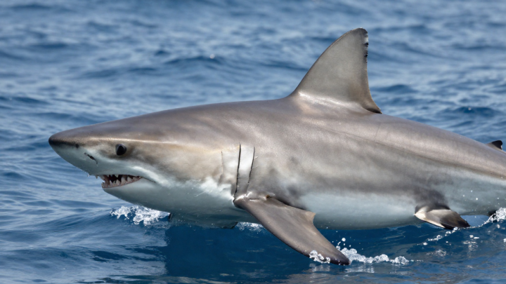Туристка потеряла обе руки, приблизившись к акуле ради фото