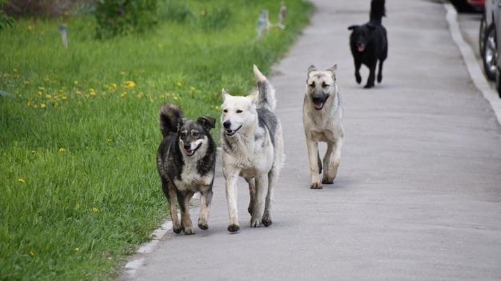 В Краснодаре завершили проектирование приюта для бездомных животных
