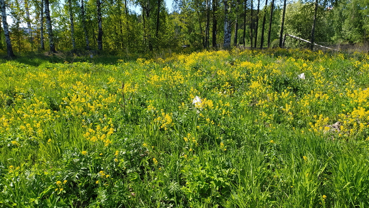 В Краснодаре до конца 2022 года приведут в порядок 15 зеленых зон: Сообщаем адреса