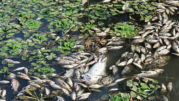 Опять виновата жара: Специалисты объяснили причину мора рыбы в Краснодаре