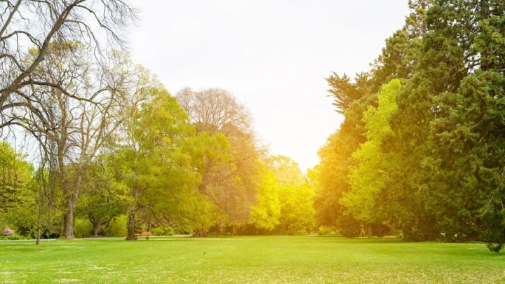 Козий парк может исчезнуть: во Владимире решили продать большую зелёную зону