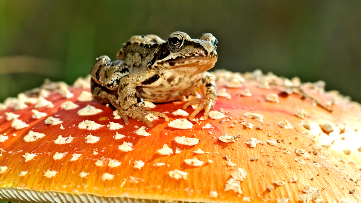 Ученым из Индии попался гриб, растущий на живой лягушке