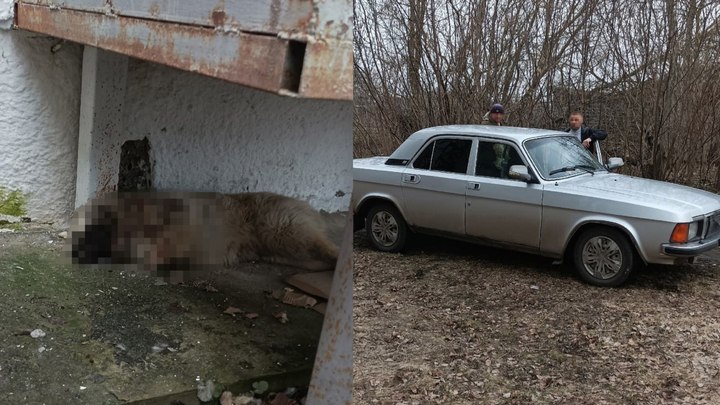 Выслужиться вопреки всему. По указке главы сельсовета к приезду губернатора застрелили щенка