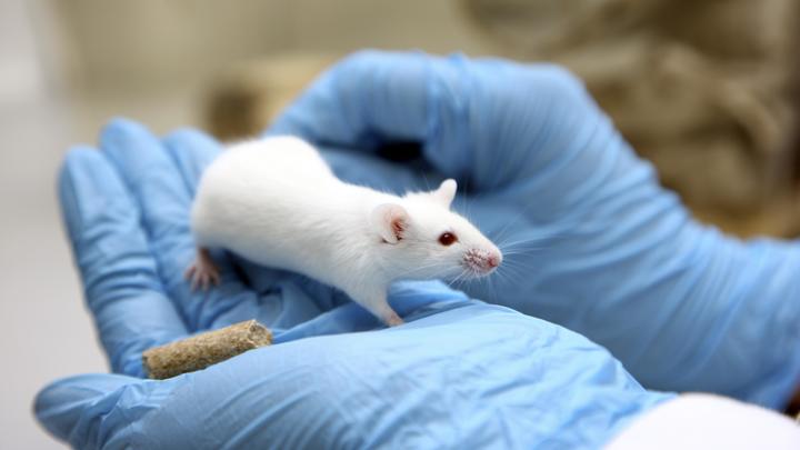 Мышка подсказала русским учёным, почему COVID-19 съедает лёгкие пациента