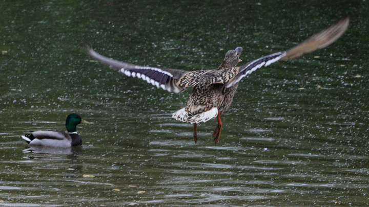 ВОЗ предупредила о вспышках птичьего гриппа и опасности для людей