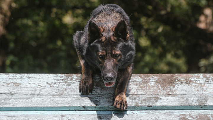 На Кубани собачьи бои закончились гибелью животного