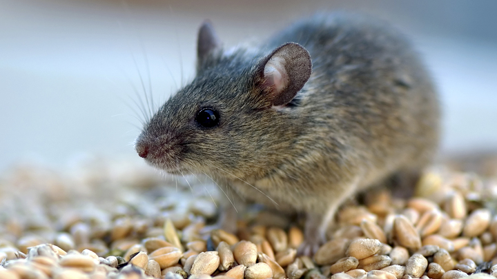 Живую мышь среди продуктов в одном из магазинов обнаружили жители Кузбасса