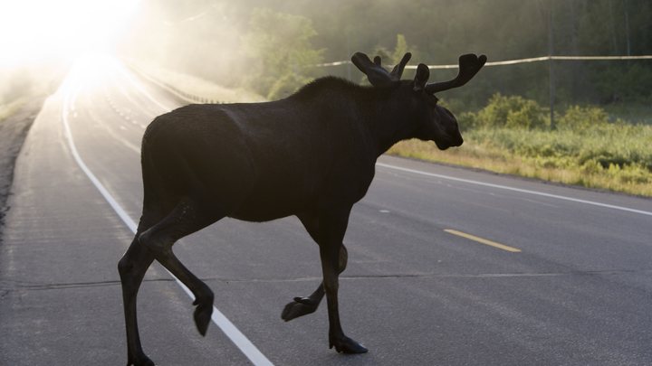 Водитель погиб после встречи с лосем в Ленобласти