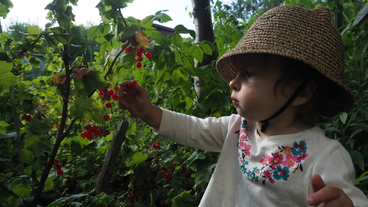 Депутат Журавлёв предсказал дачную войну красной и чёрной смородины