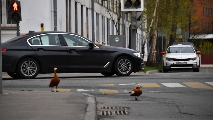 Сбежать на машине в Крым: Военкор дал 8 полезных советов