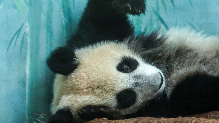 У России своя панда. Стало известно, какое животное русские могут использовать для дипломатии