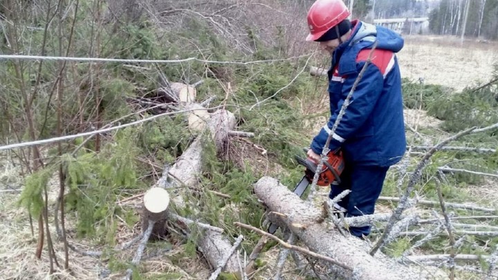 Почти 80 деревьев повалило ураганом в Нижнем Новгороде 15 мая