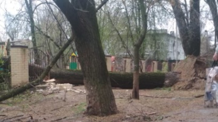 Огромный тополь упал на детский сад в Ростове