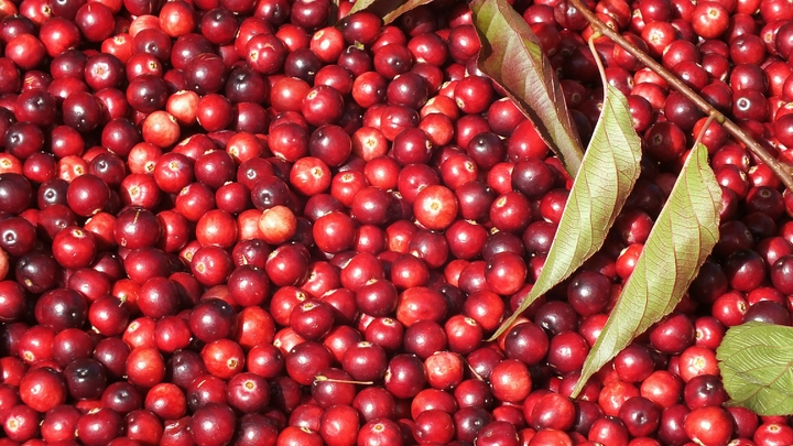 Сочетание продуктов против от онкологии: Врач указал на еду, которая вычищает организм от раковых клеток