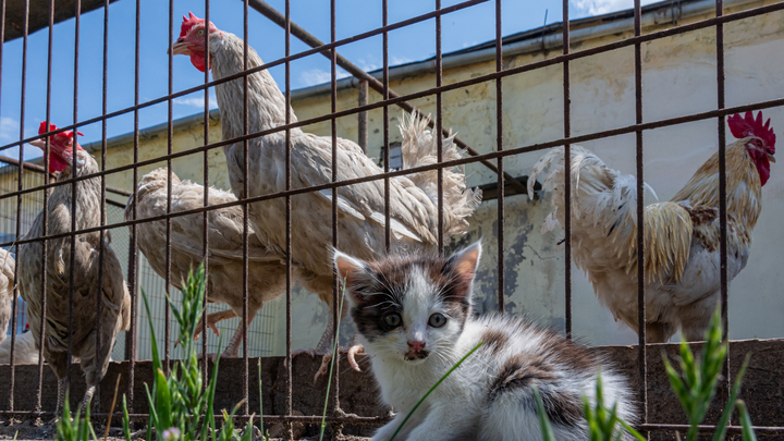 В Суздальском районе водитель птицефабрики загрузил 16 тонн комбикорма, 12 из которых потом украл