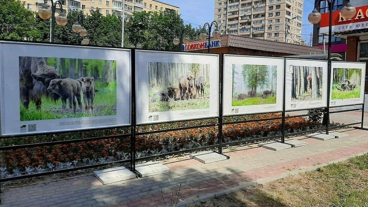 В Серпухове открылась посвященная зубрам фотовыставка под открытым небом