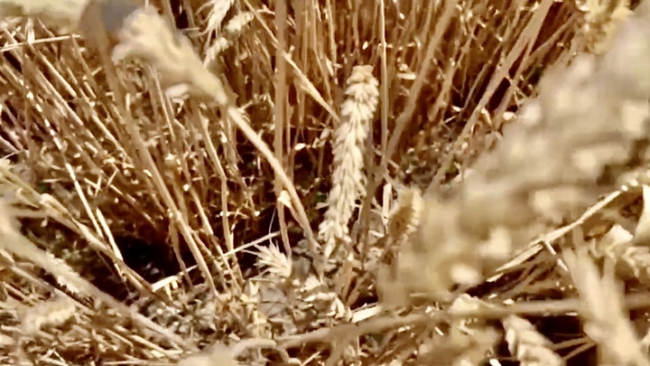 Нарушений при оценке урожая пшеницы Госмониторинг на Кубани не выявил