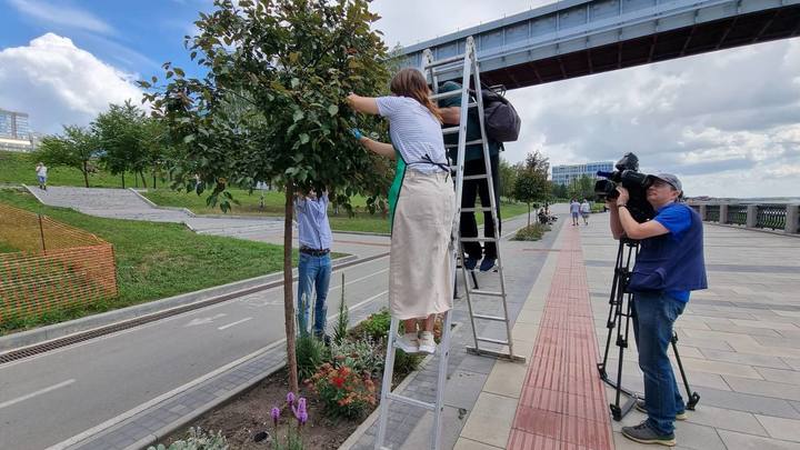 Яблони Рудольф с Михайловской набережной Новосибирска будут клонировать в лаборатории