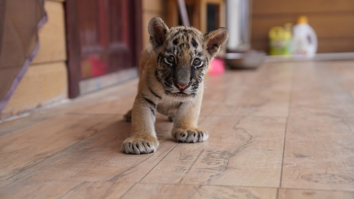 Подмосковье ужесточит контроль за приютами для животных
