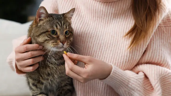 Ученые нашли свинец, мышьяк и ртуть в 99 % популярных кормов для питомцев