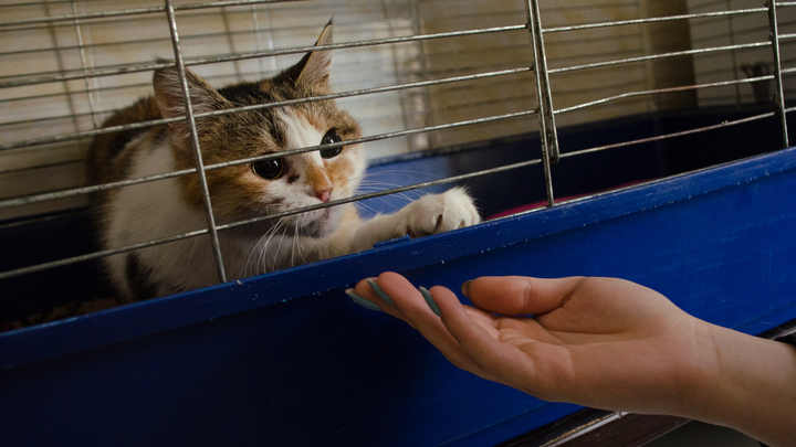 Жительнице Кубани суд вернул почти 1 млн рублей за двух бракованных кошек