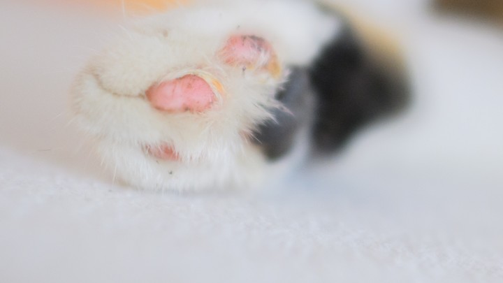 Квадроберы - всё. Теперь наши дети - лапкеры. Кто это такие, опасны ли?