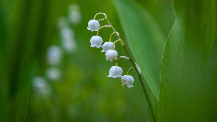 Врач предостерегла от контактов с майскими ландышами: Придётся оказывать первую помощь