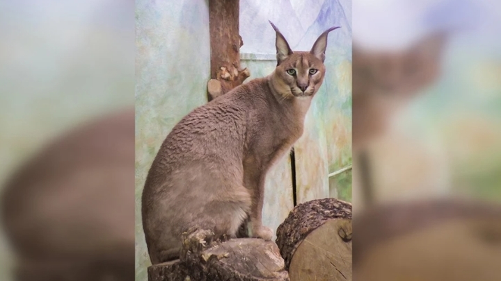 Стало известно, когда в Екатеринбургском зоопарке покажут нового питомца - каракала Хьюго