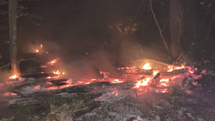 В Геленджике потушили лесной пожар между Джанхотом и Прасковеевкой