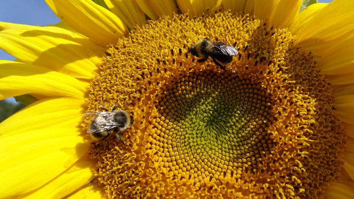 Прошло исследование: ученые подсчитали, сколько видов пчел живет на Земле