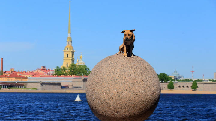 Штрафы, намордники и поводки: что ждёт собак и их владельцев за неправильные прогулки в Петербурге